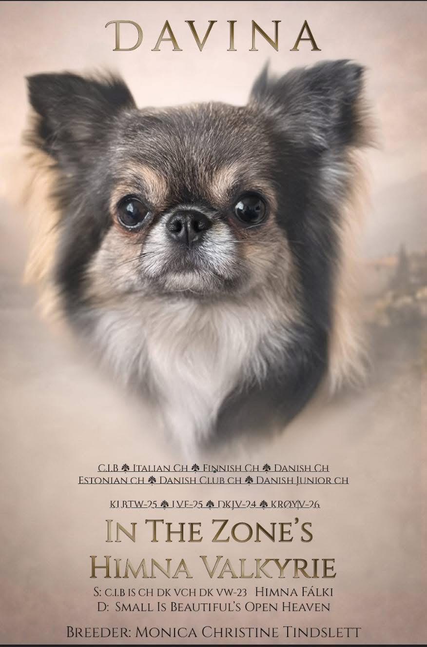 C.I.B DKJV-24 DKJCH FI CH DK CH IT CH In The Zone’s Himna Valkyrie