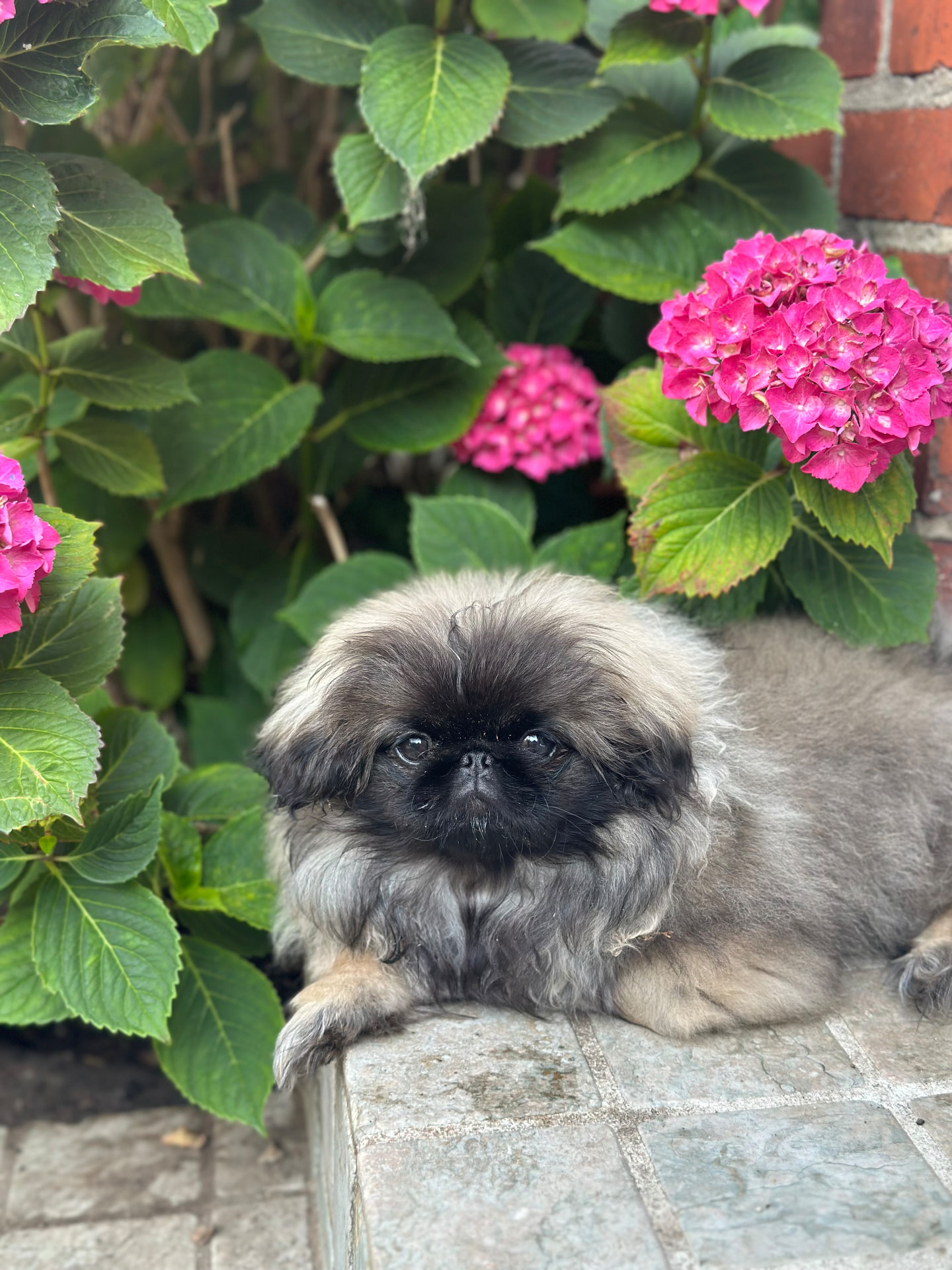 Chewie, pekingeseren i Kennel In The Zone