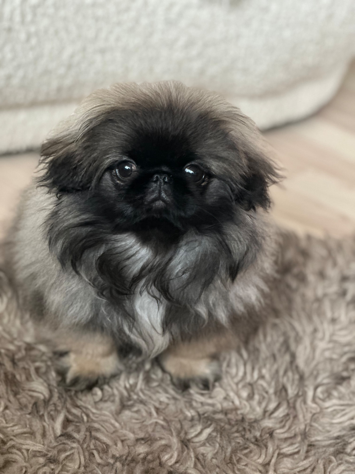 Chewie, en pekingeser med mørk maske og gråaktig pels, sitter på et mykt teppe