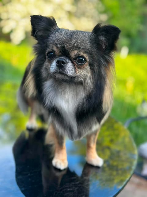 Langhåret chihuahua utendørs om våren