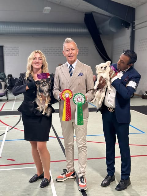 To chihuahuaer med dommer og rosetter i hallen