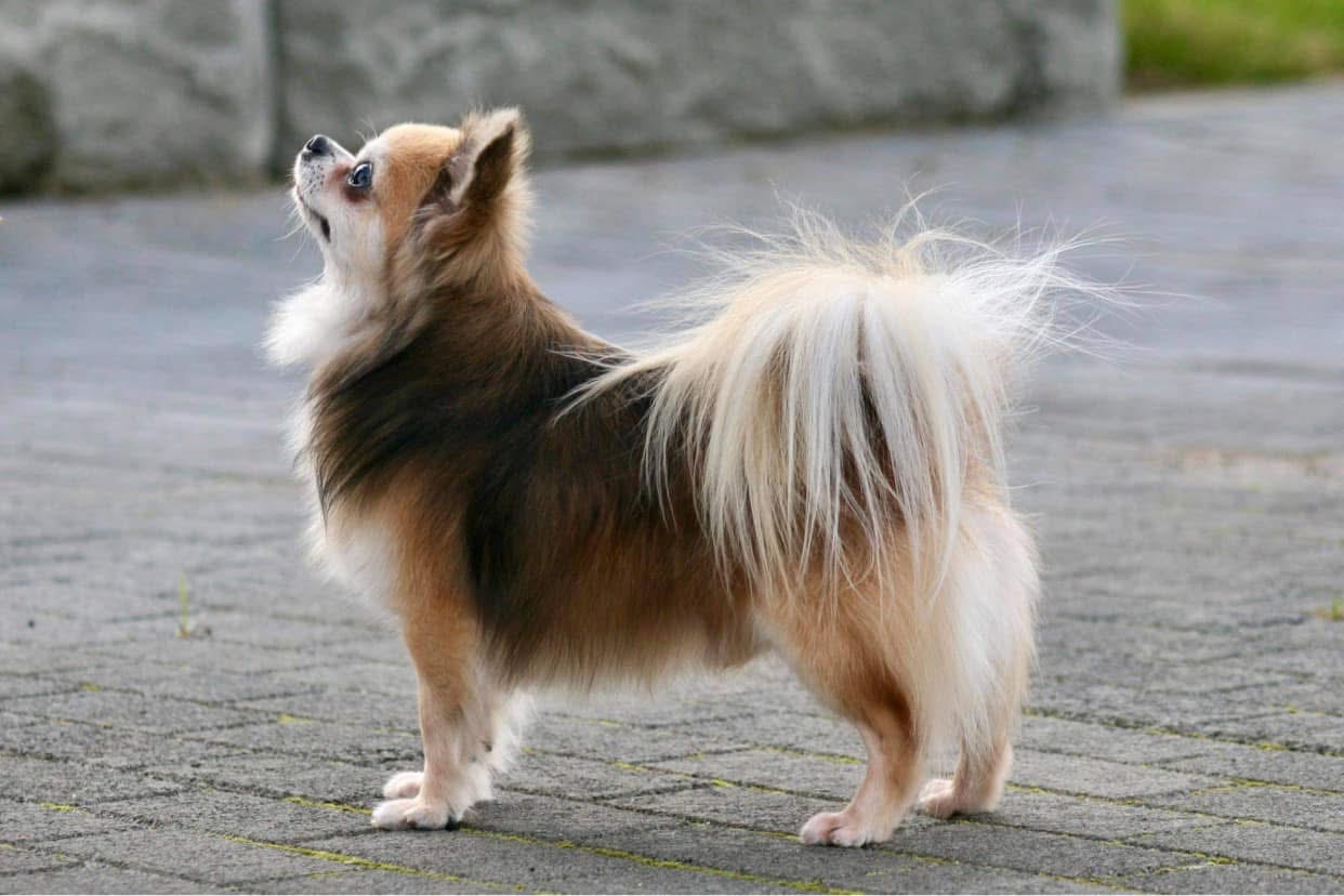 Langhåret chihuahua i tan og hvitt som står ute og ser opp