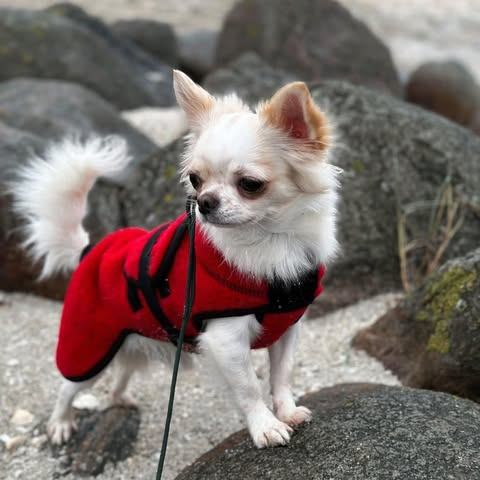 Langhåret chihuahua i jakke på steiner ved sjøen