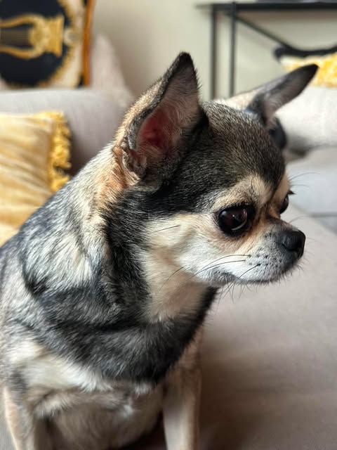 Korthåret chihuahua i profil på sofa