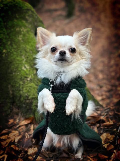 Langhåret chihuahua i strikkejakke i skogen