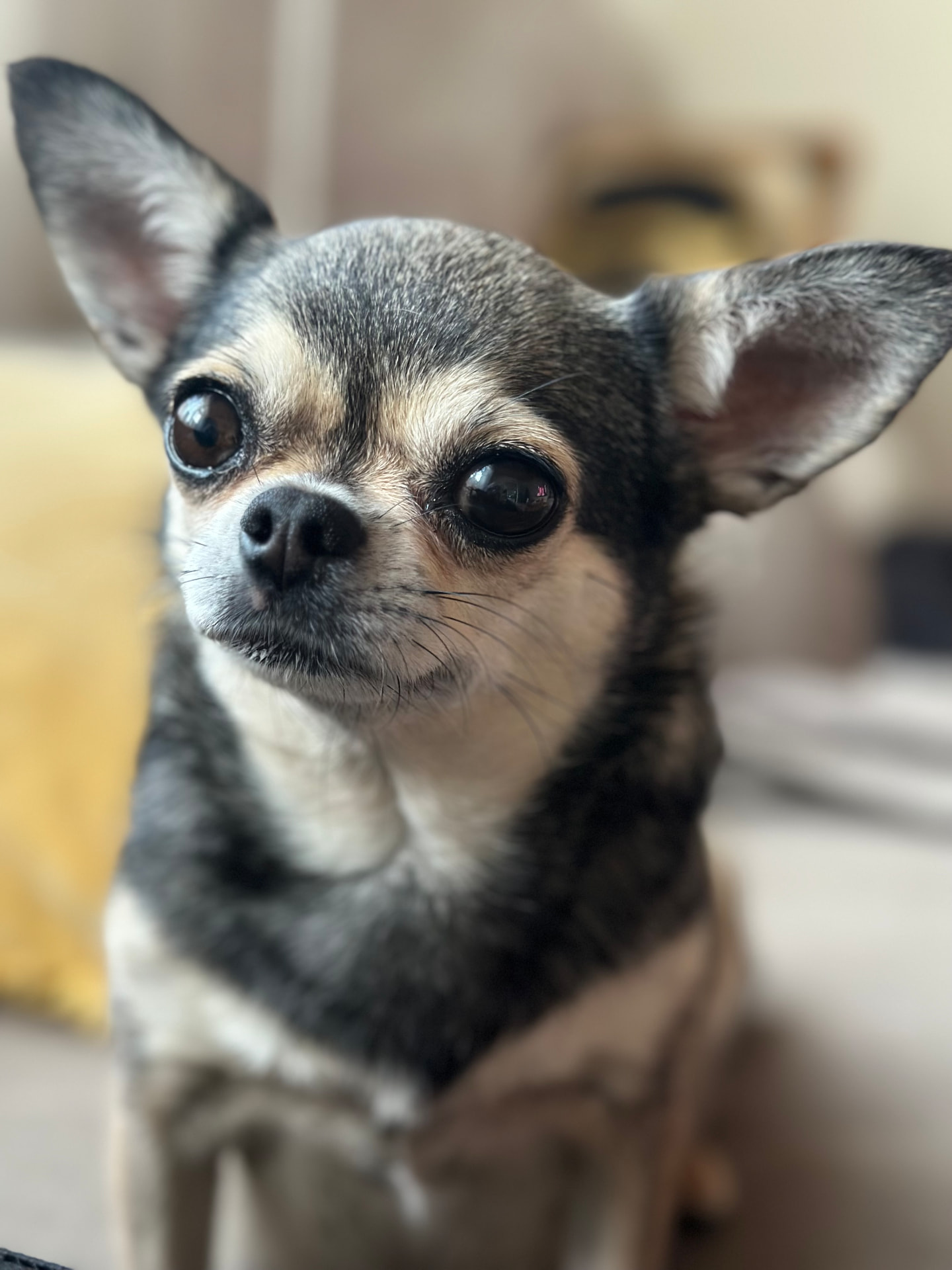 Mokka, en sort og tan chihuahua i nært portrett