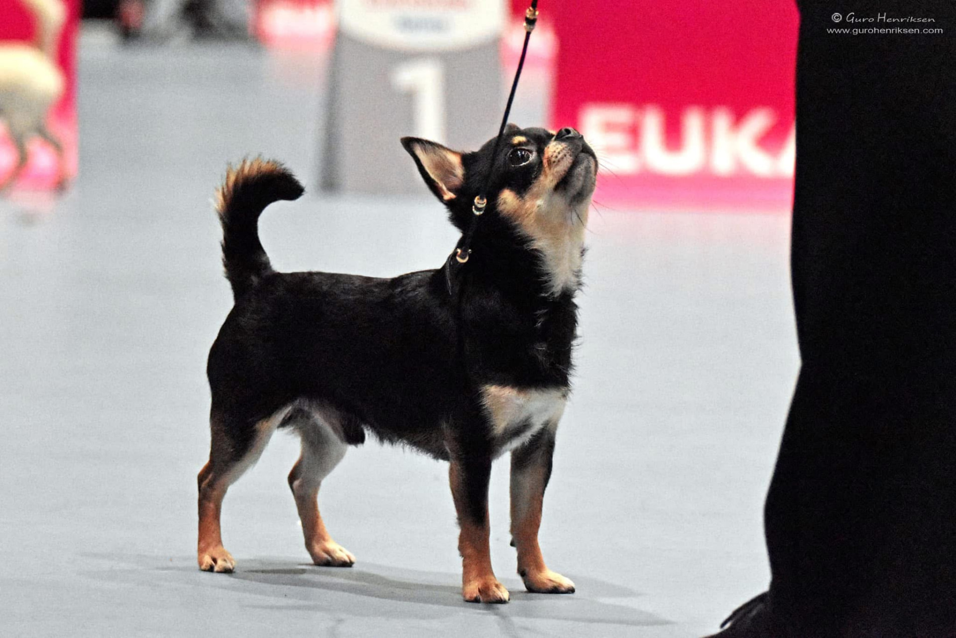 NO CH DK CH In The Zone’s Mr.BlackBerry, korthåret chihuahua i utstillingsringen