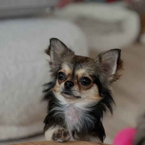 Langhåret chihuahua innendørs med store ører