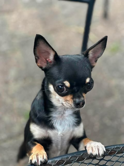 Korthåret chihuahua på en hagestol