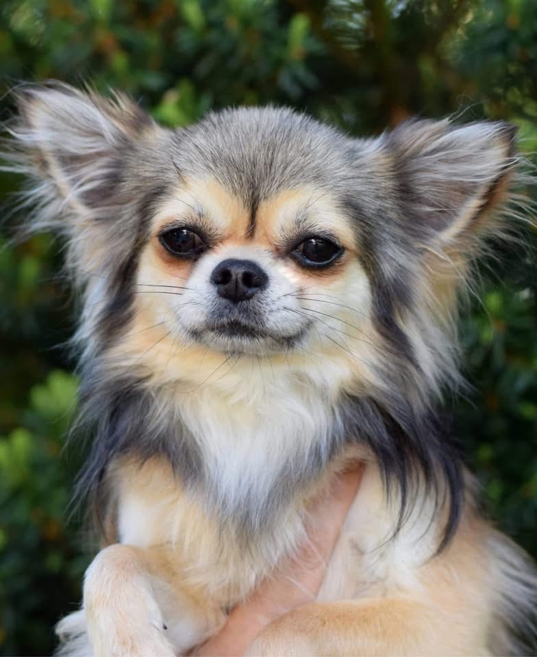 NUCH In The Zone’s Sissy That Walk, langhåret chihuahua